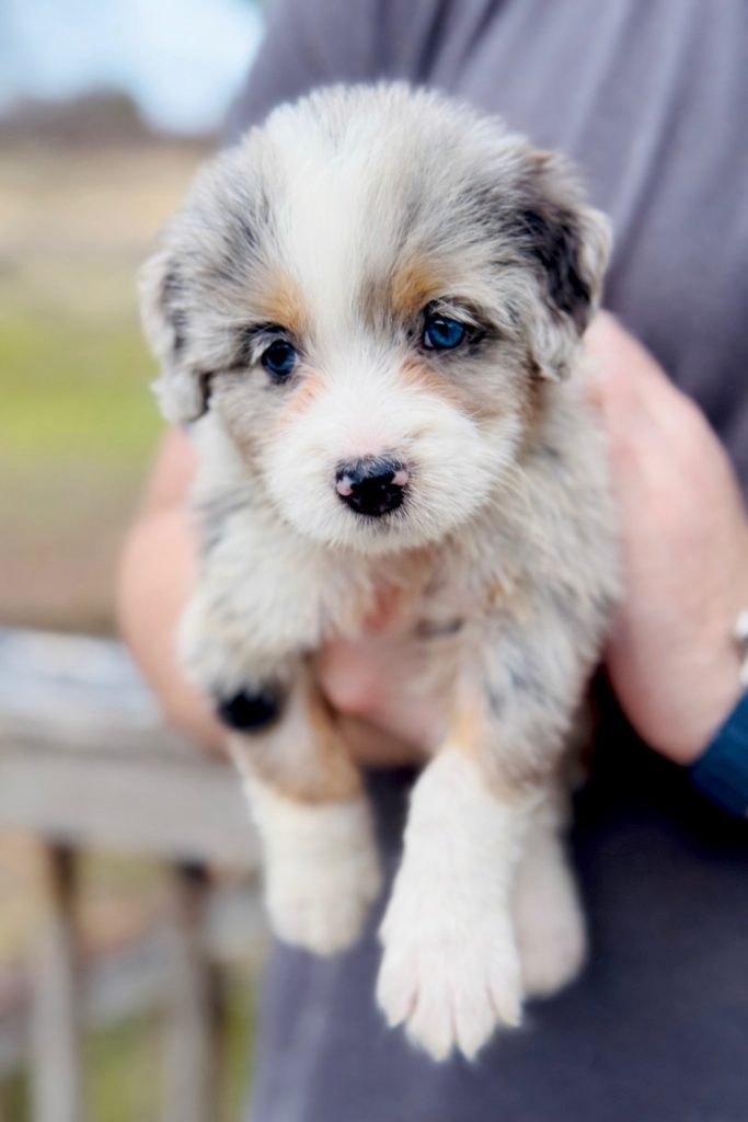 Bernedoodle Puppy