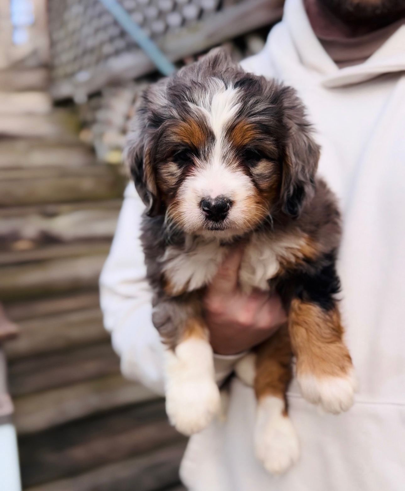 Mini Merle Puppy