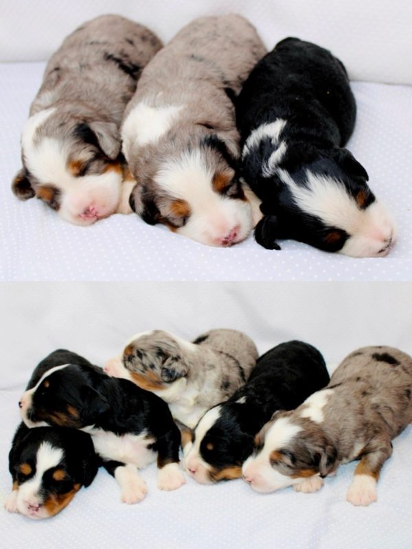 Bernedoodle Litter