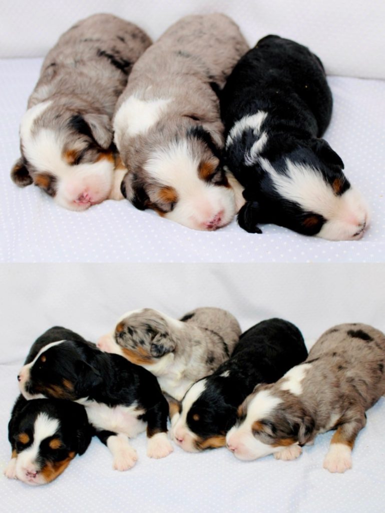 Bernedoodle Litter