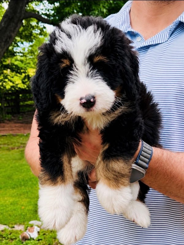 Bernedoodle