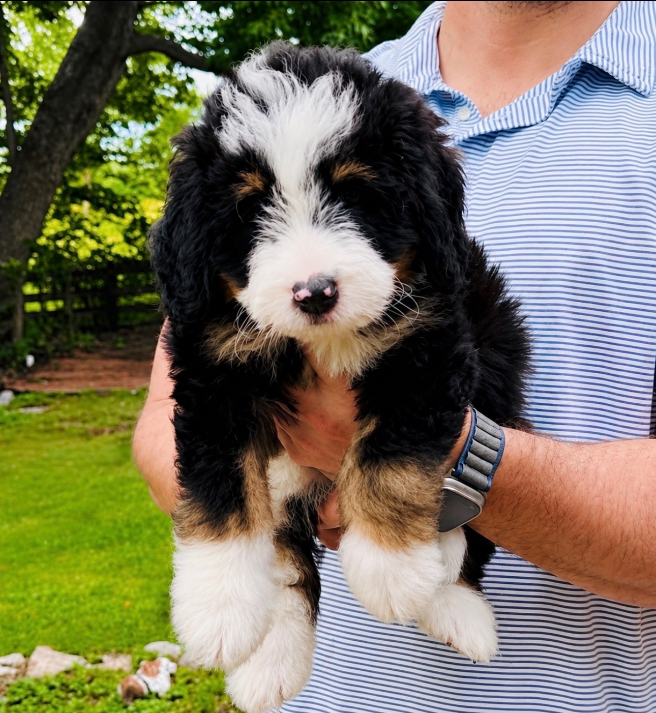 Bernedoodle