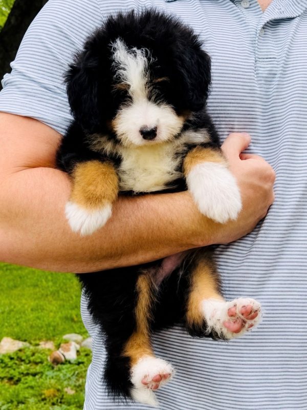 Bernedoodle Puppy