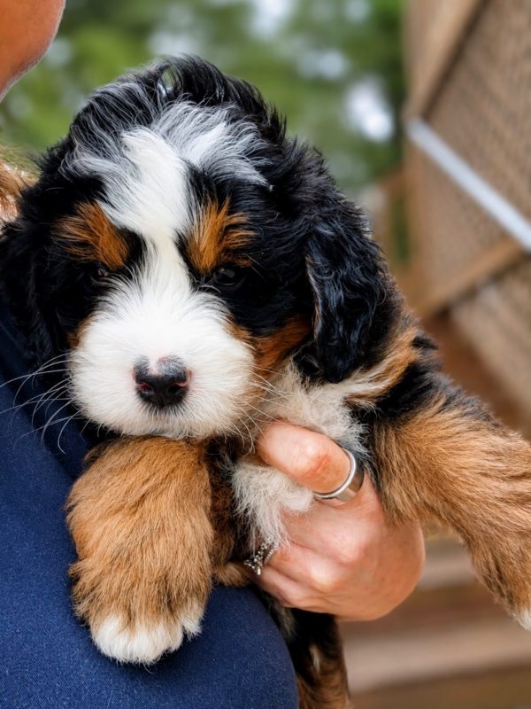 Bernedoodle