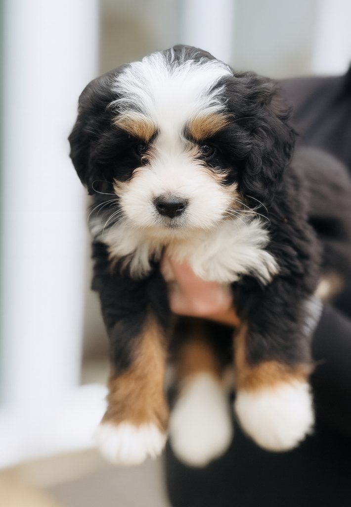 Bernedoodle Puppy