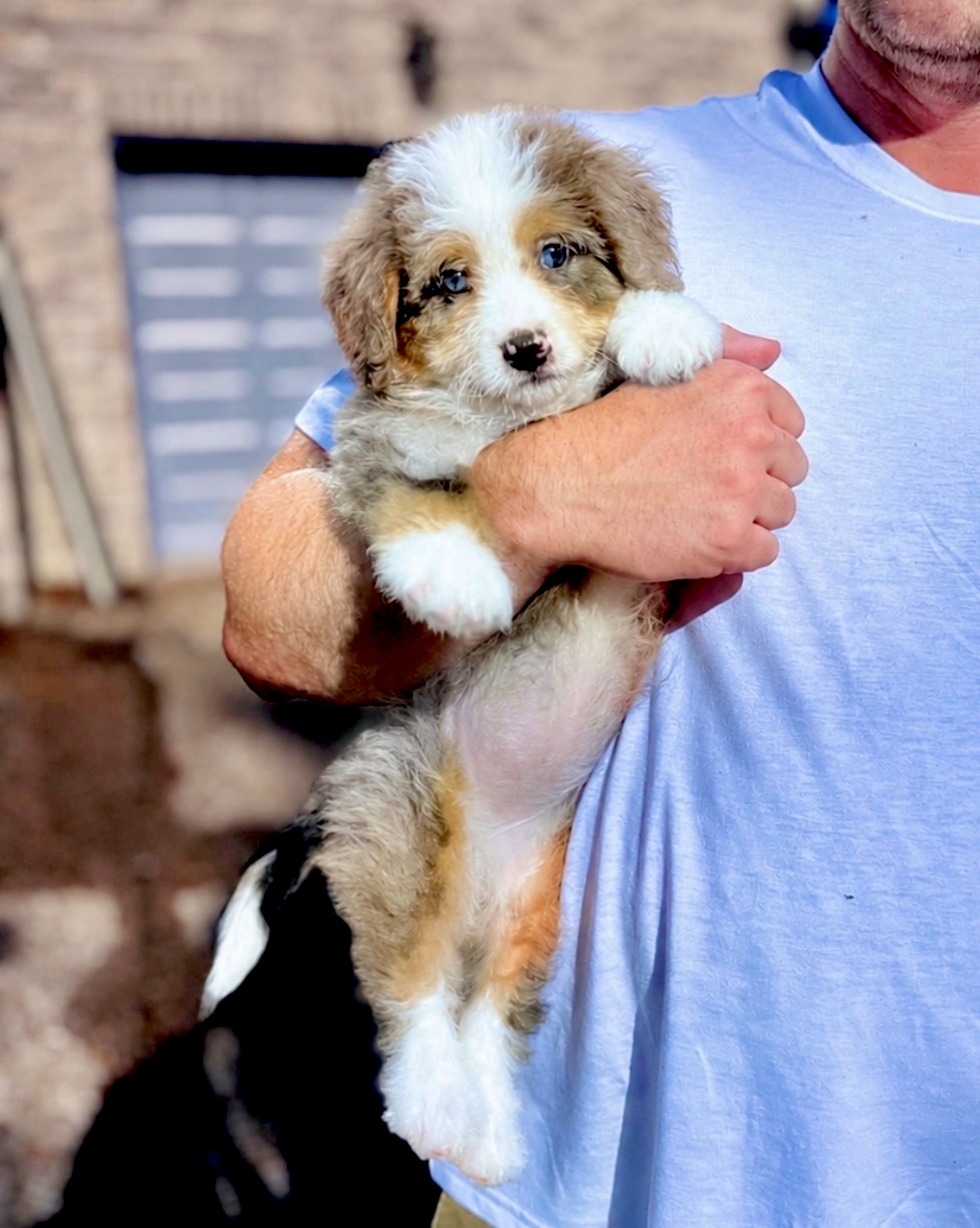 Bernedoodle Puppy