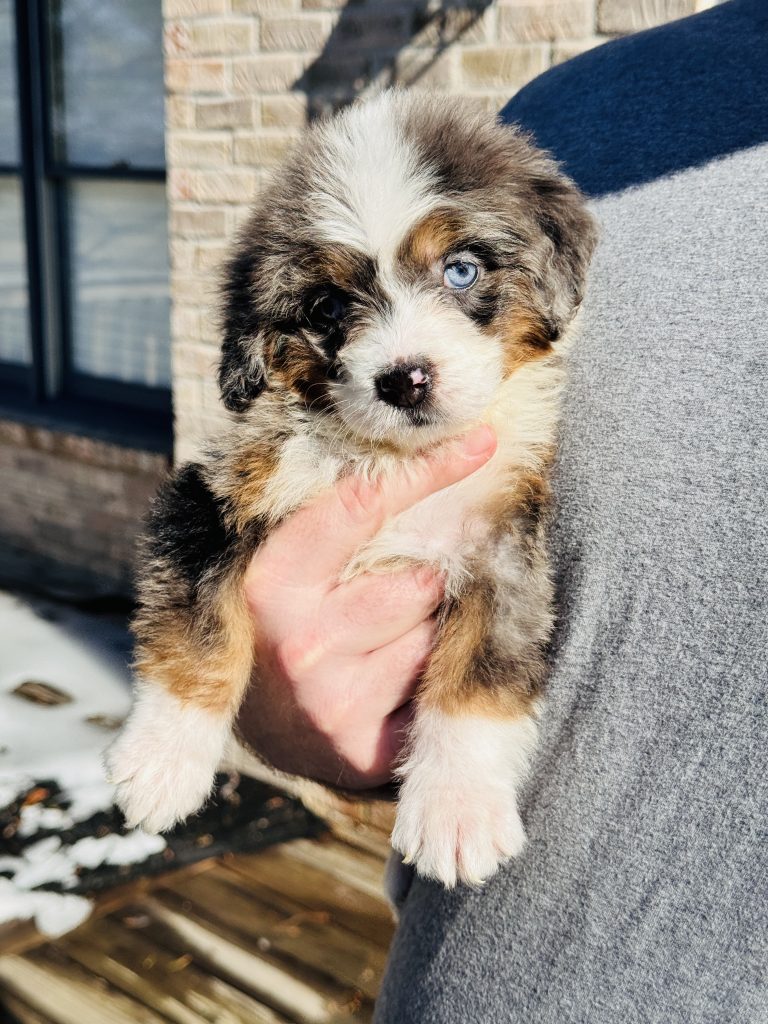 Bernedoodle Puppy