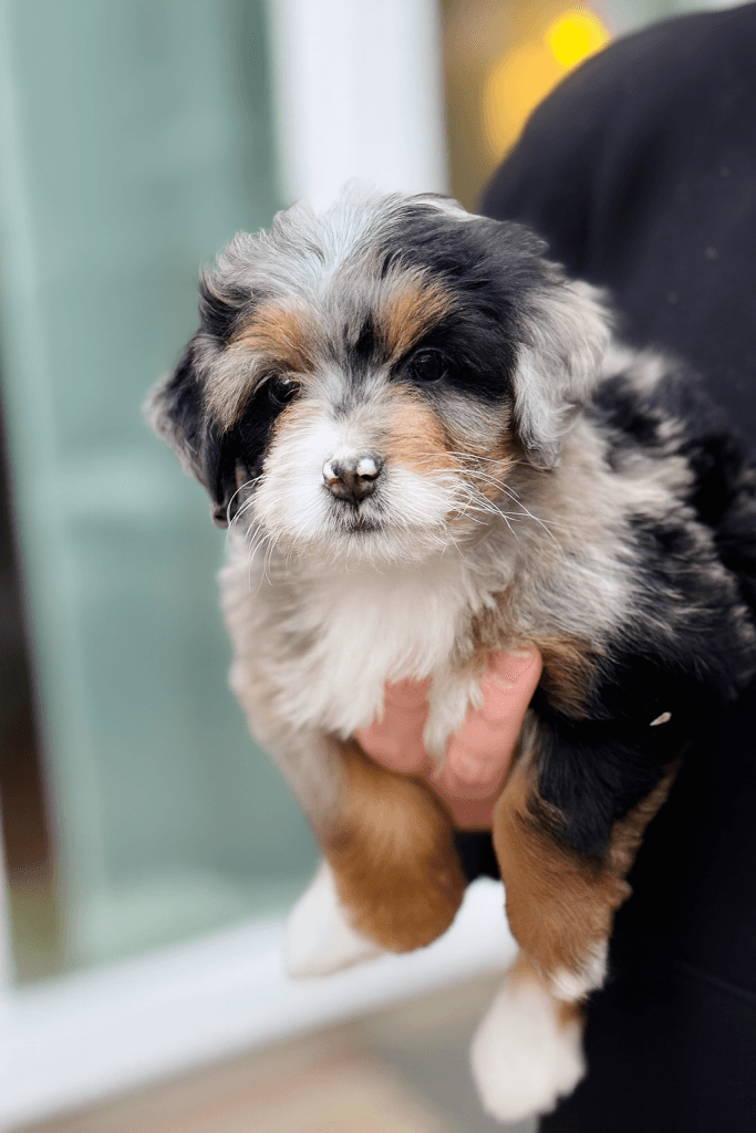 Bernedoodle Puppy