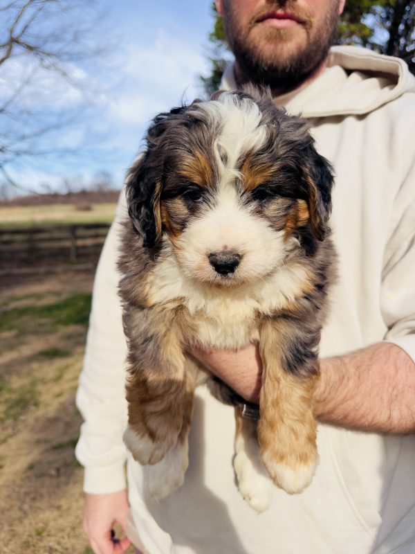 Bernedoodle Puppy