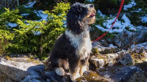 Bernedoodle Lifespans