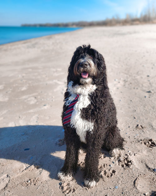 Bernedoodle at the Beach