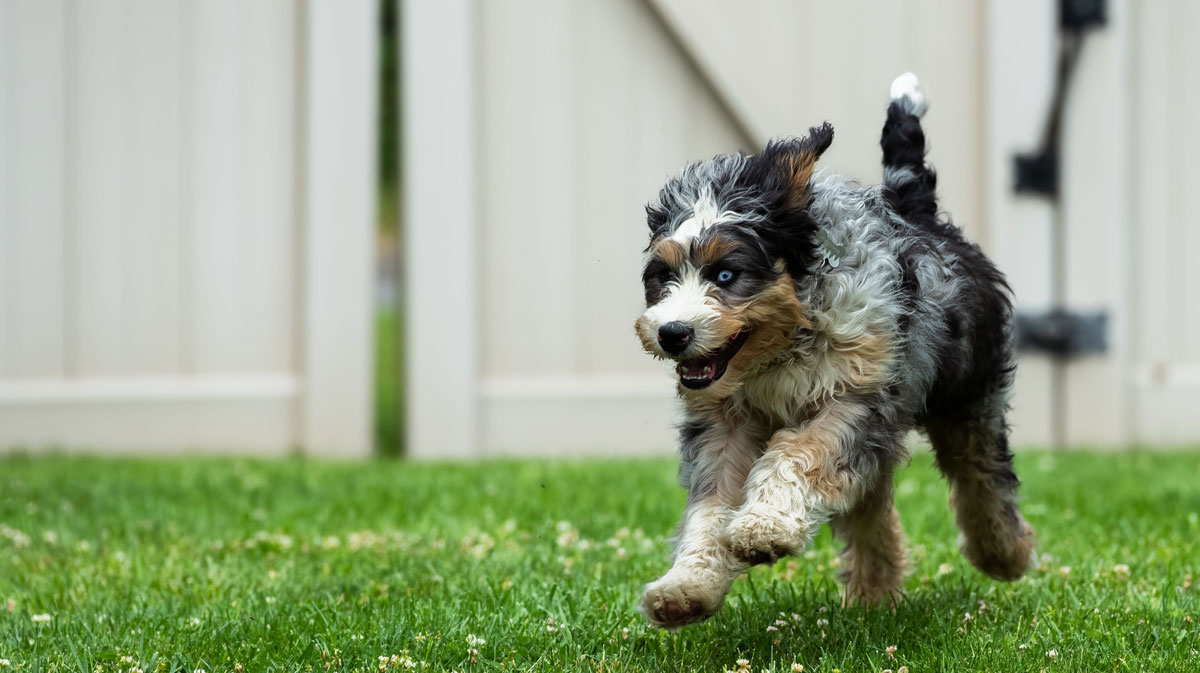 Bernedoodle Coat Colors