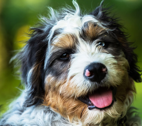 Bernedoodle puppy