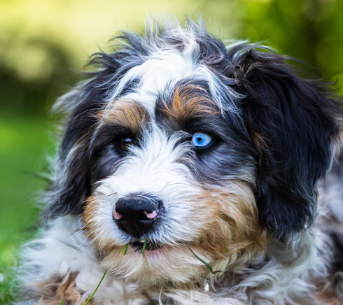 Bernedoodle puppy