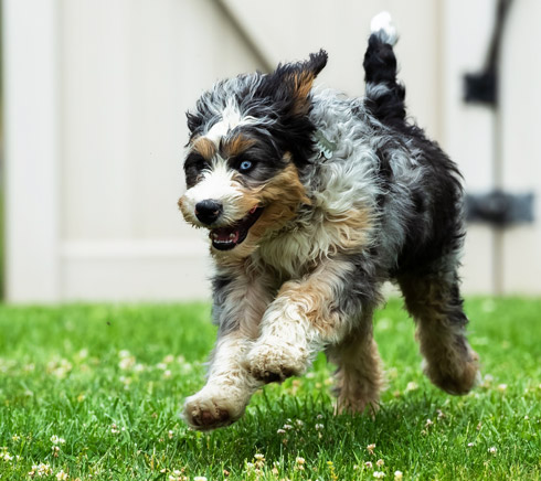 Bernedoodle puppy