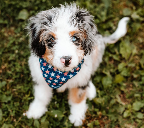 Bernedoodle puppy