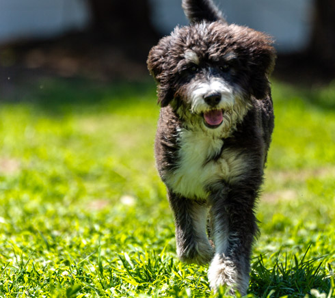 Bernedoodle puppy