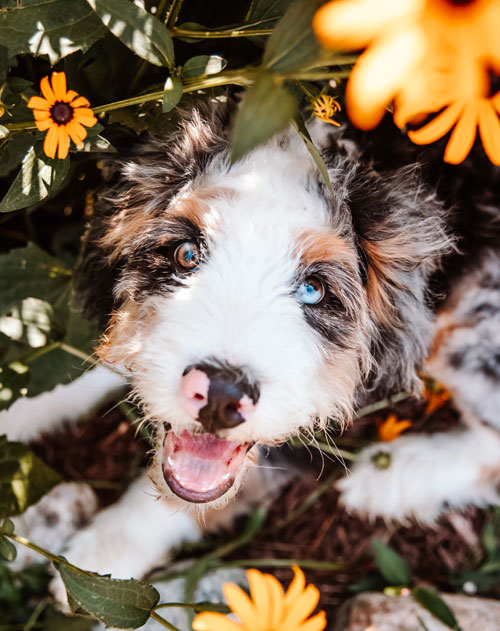 Bernedoodle Puppy in Flower Garden