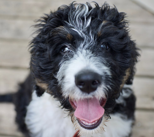 Bernedoodle puppy