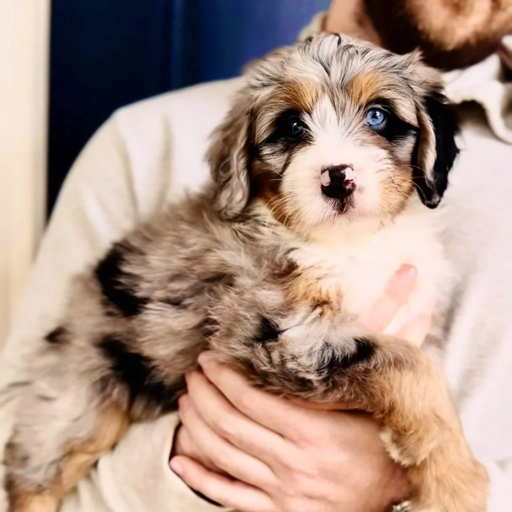 Bernedoodle Puppy
