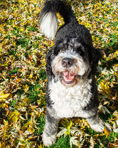 Bernedoodle Playing