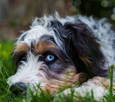 Bernedoodle puppy