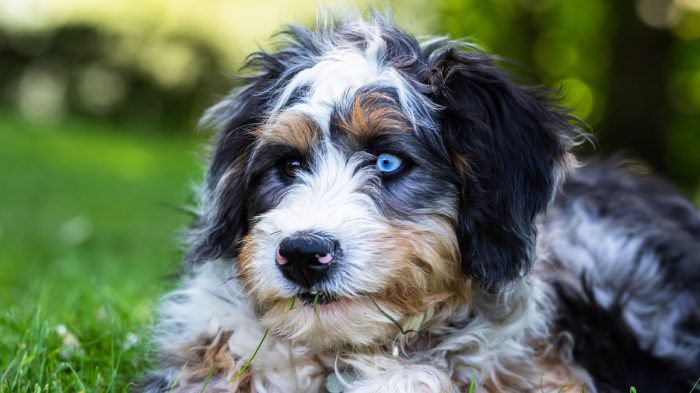 Bernedoodle Sizes