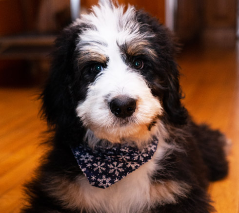 Bernedoodle puppy