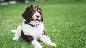 Bernedoodle Puppy Laying in Grass