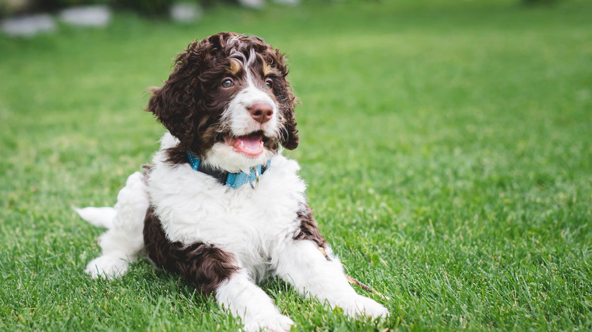 Bernedoodle Puppy Laying in Grass