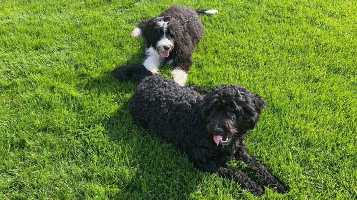 Best Bernedoodle Breeders in Tennessee