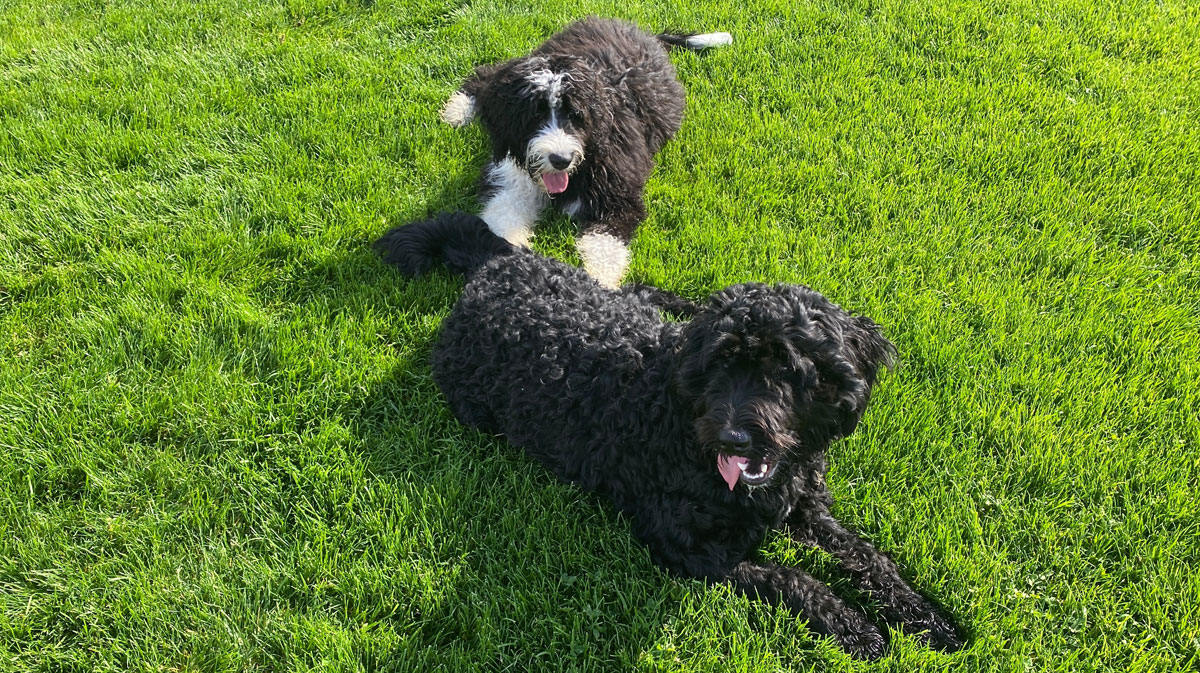 Best Bernedoodle Breeders in Tennessee
