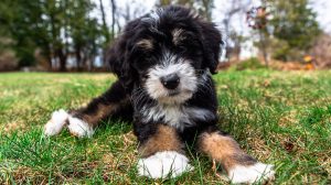 How to Crate Train Your Puppy