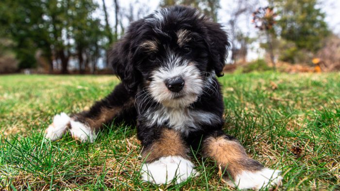 How to Crate Train Your Puppy