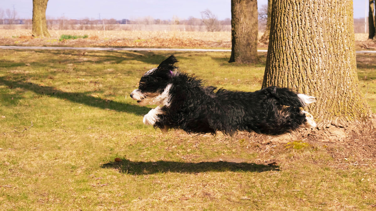 Guide to Bernedoodle Exercise
