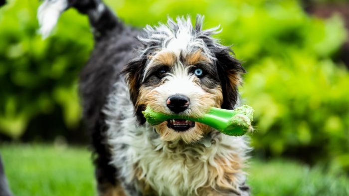Happily Ever After Doodles, South Carolina