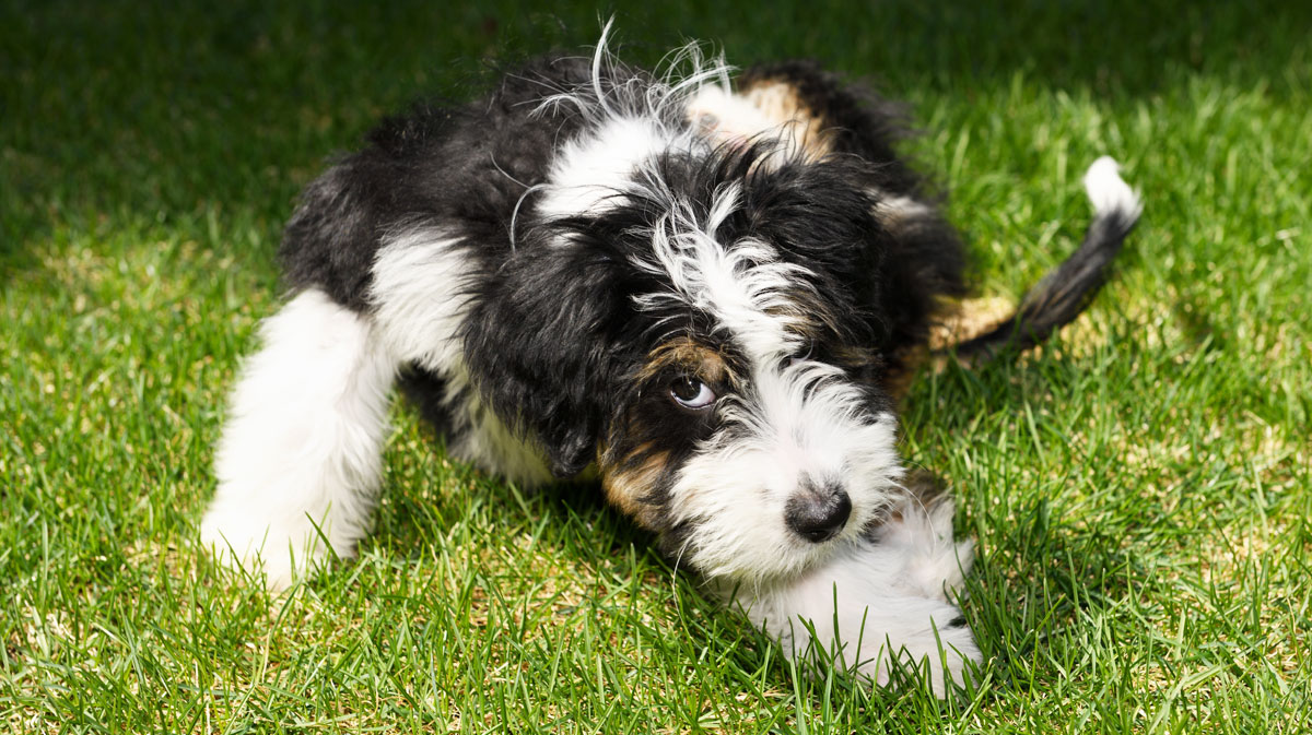 How to Potty Train Your Bernedoodle Puppy