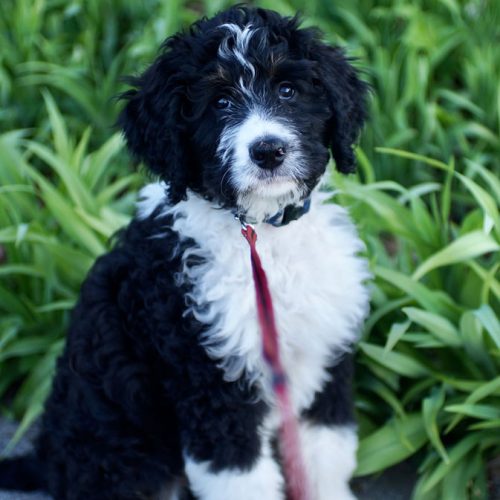 Leash Training Your Bernedoodle Puppy