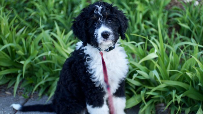 Leash Training Your Bernedoodle Puppy