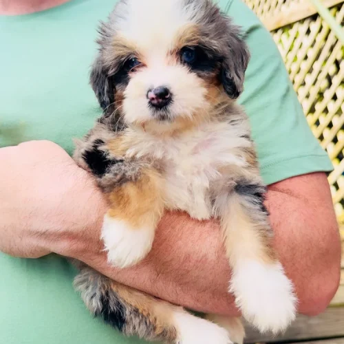 Puppy