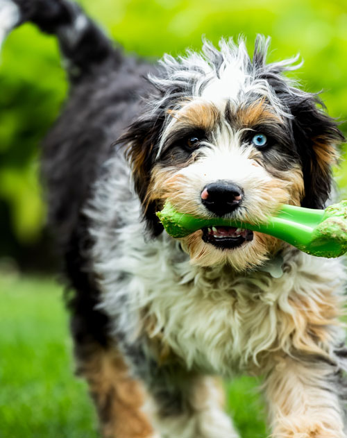 Playing Fetch