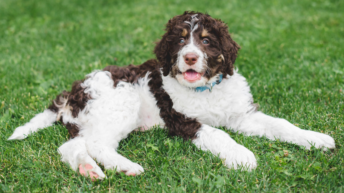 South Carolina Bernedoodle Breeders