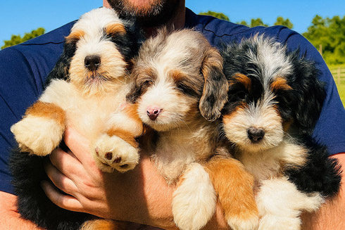3 Bernedoodle Puppies