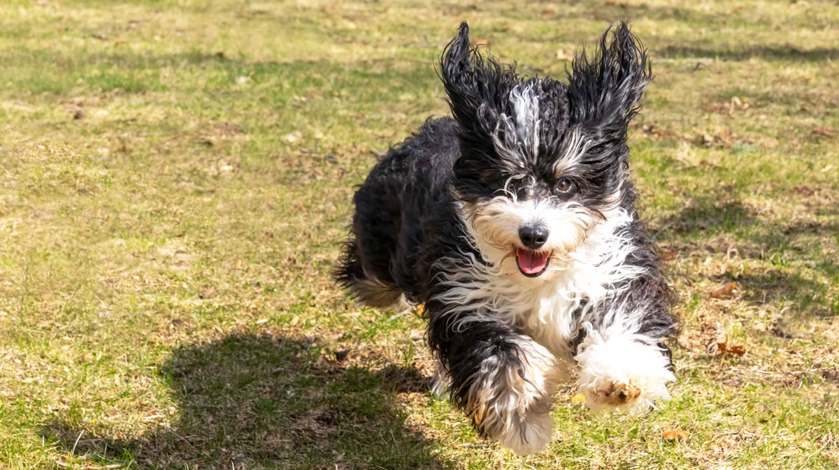 Top Bernedoodle Breeders in Kentucky