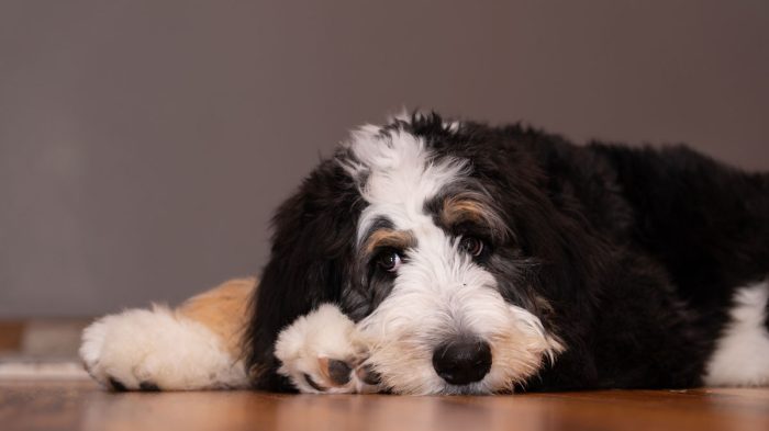 What are Bernedoodle Generations?